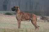 DOGUE ALLEMAND 662